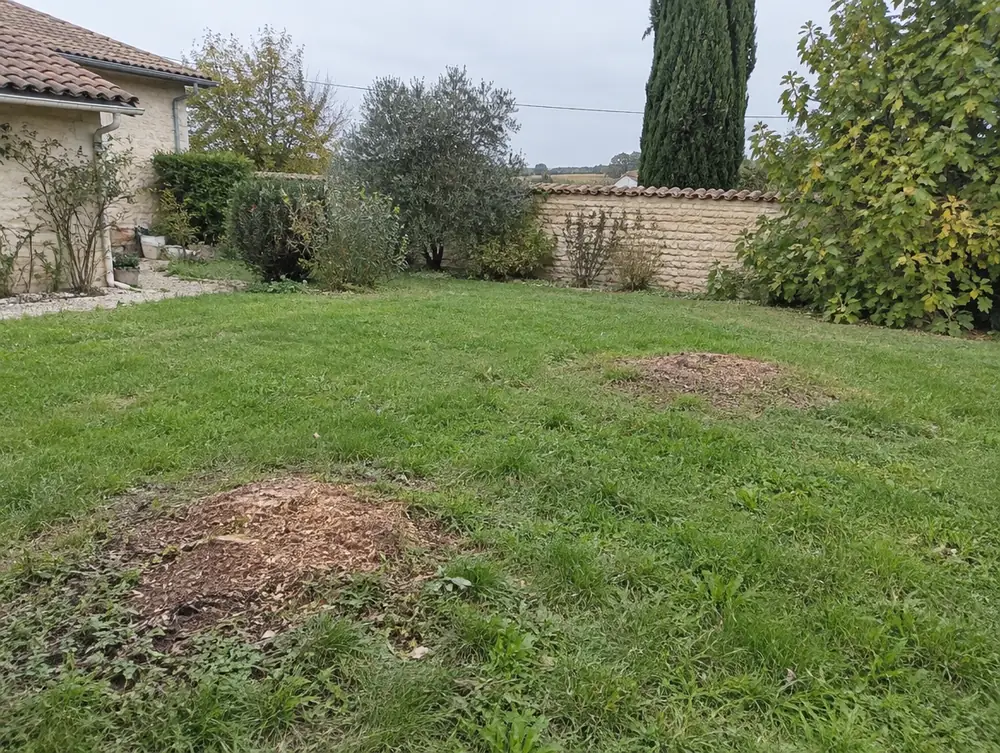 Après : souches rognées, copeaux à plat