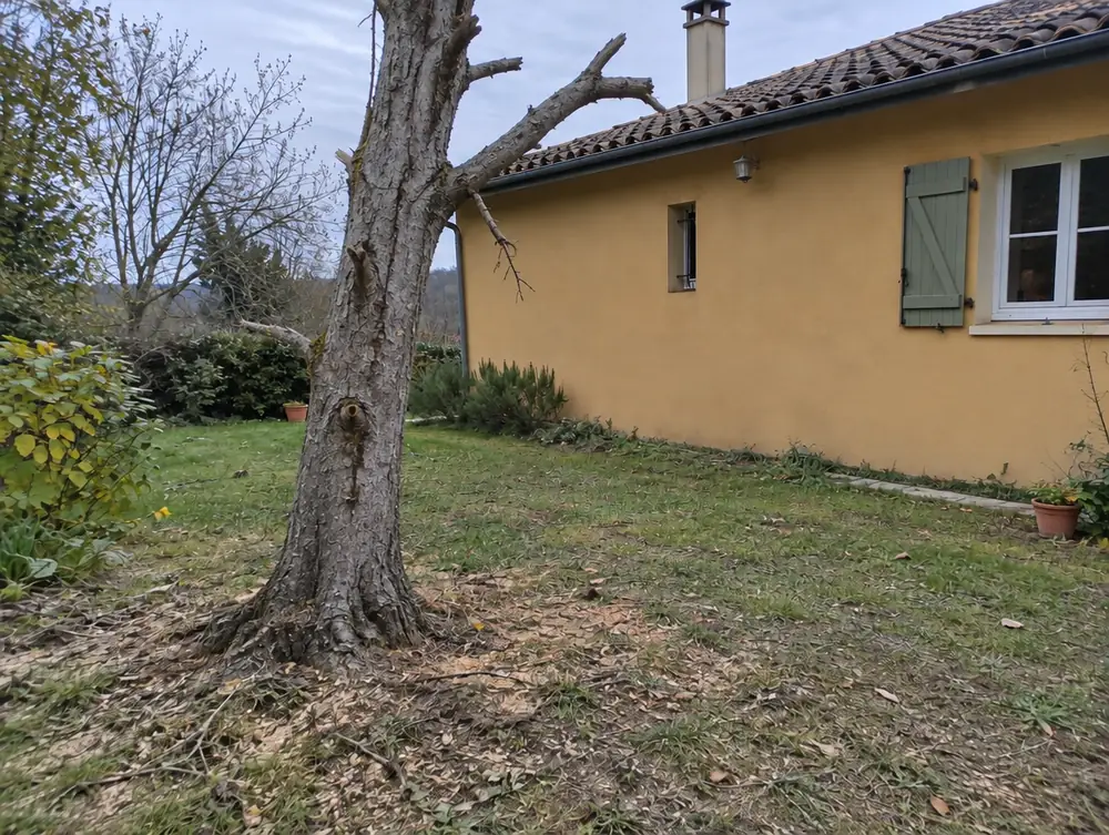Avant : arbre mort penché vers la maison